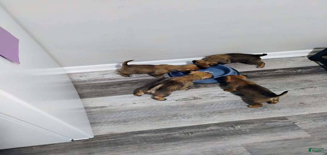 Gallery Image {{count}}