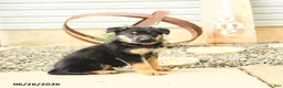 German Shepherd dogs for sale: Ludwig - Ad 2
