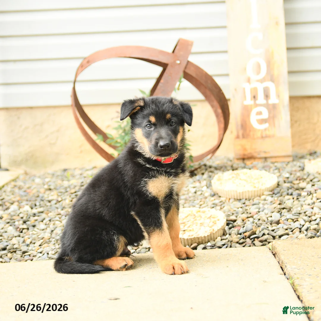 German Shepherd dogs for sale: Ludwig - Ad 2