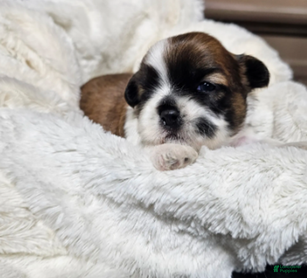 Shih Tzu dogs for sale: Nebo Ckc - Ad 6