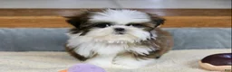 Shih Tzu dogs for sale: Weslee - Ad 6