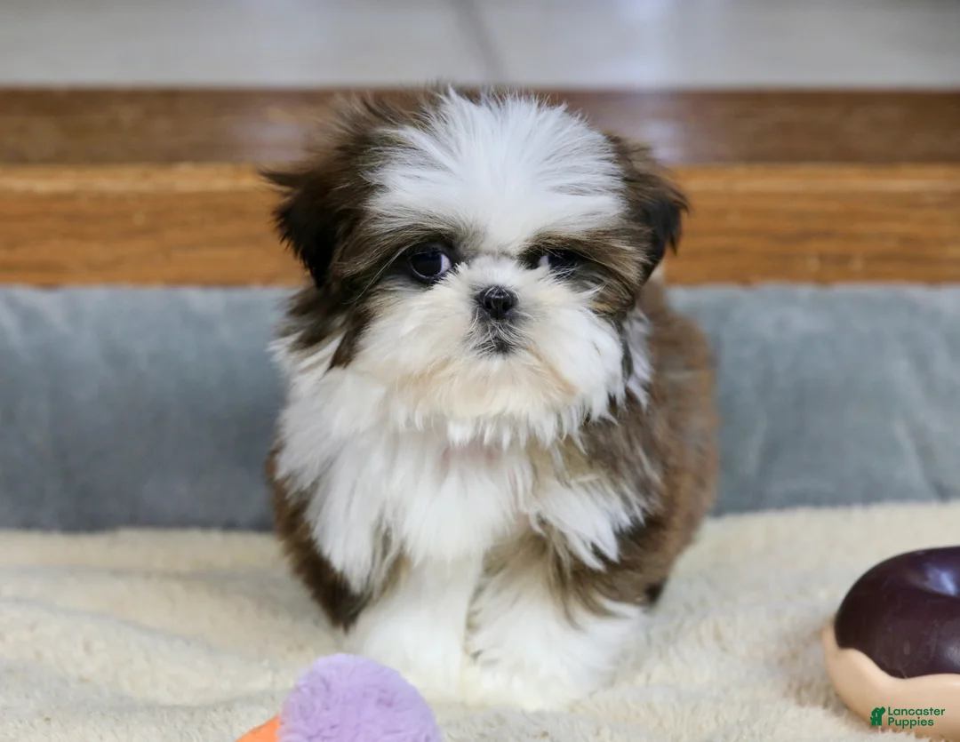 Shih Tzu dogs for sale: Weslee - Ad 6