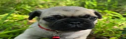 Pug dogs for sale: Moe - Ad 3