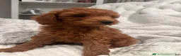 Miniature Poodle dogs for sale: CHICO - ACA MINI POODLE-POTTY  & CRATE TRAINED  - Ad 3