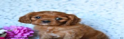Cavalier King Charles Spaniel dogs for sale: Ziggy - Ad 4