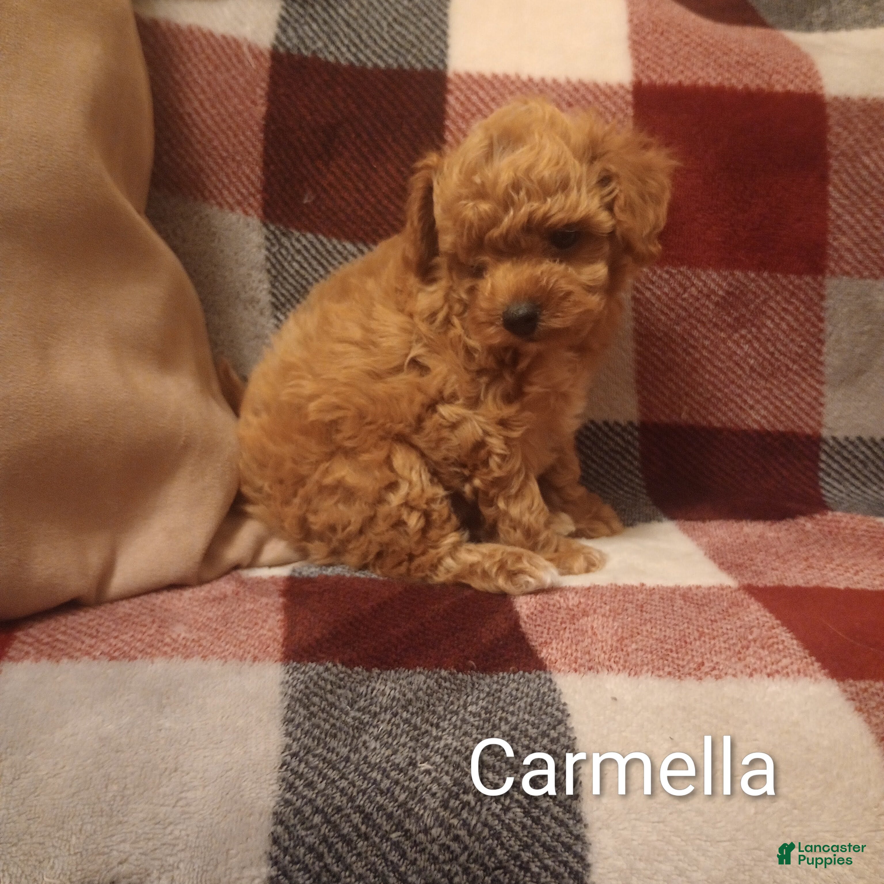 Toy Poodle dogs Carmella - Ad 2
