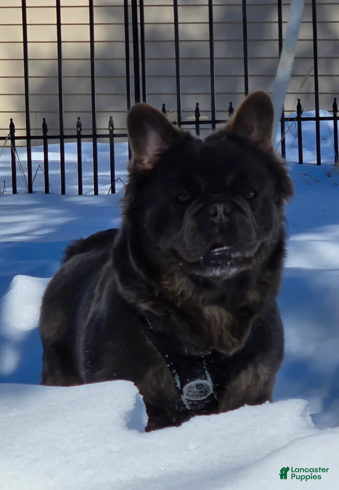 French Bulldog dogs for sale: Tyson - Ad 18