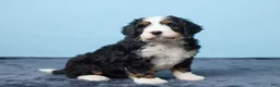 Bernedoodle dogs for sale: Jiggo - Ad 5