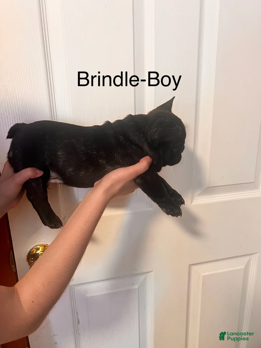 French Bulldog dogs for sale: French Bulldog 1 - Ad 2