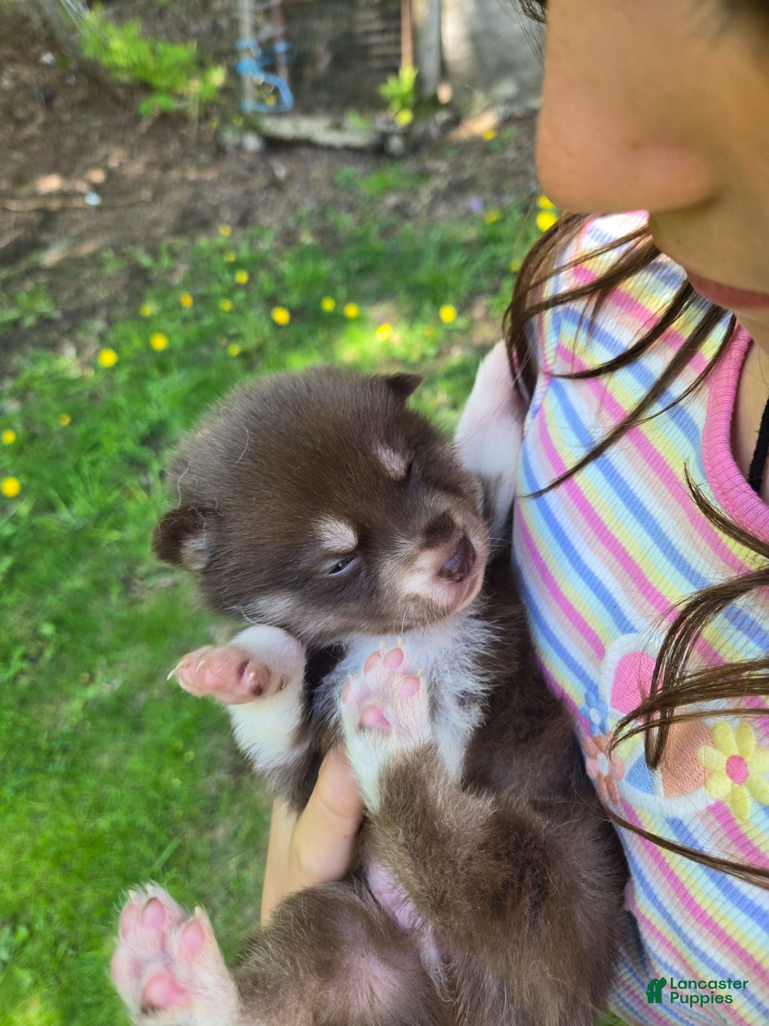 Pomsky dogs Akc made pomsky  - Ad 5