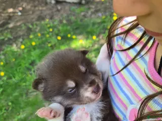 Pomsky dogs Akc made pomsky - Ad 5