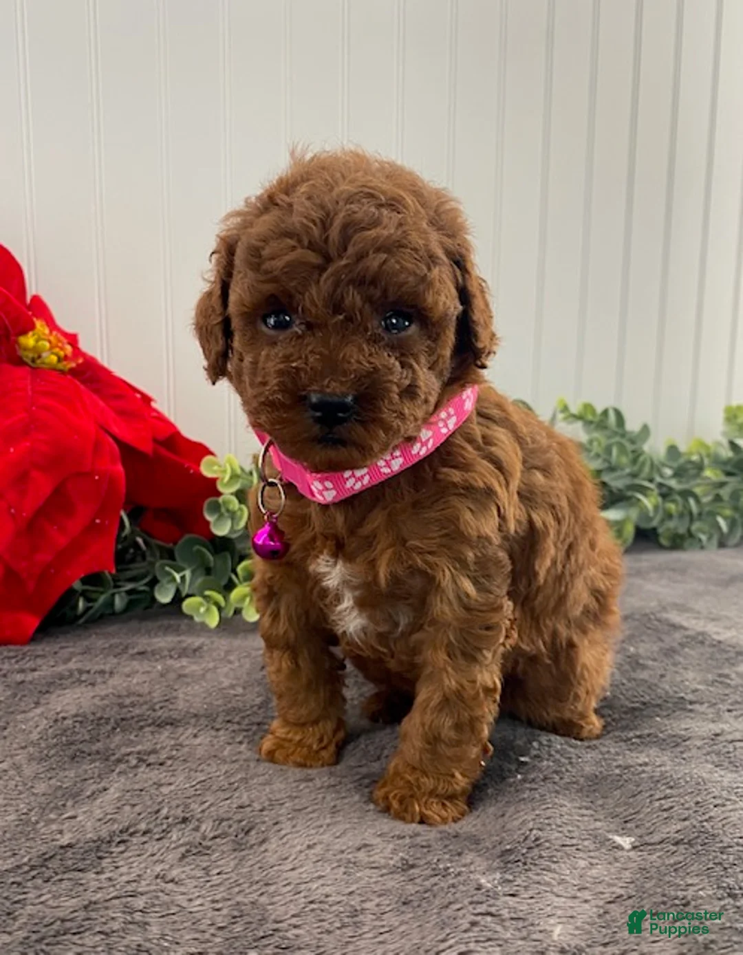 Toy Poodle dogs for sale: Hazel- tiny - Ad 3