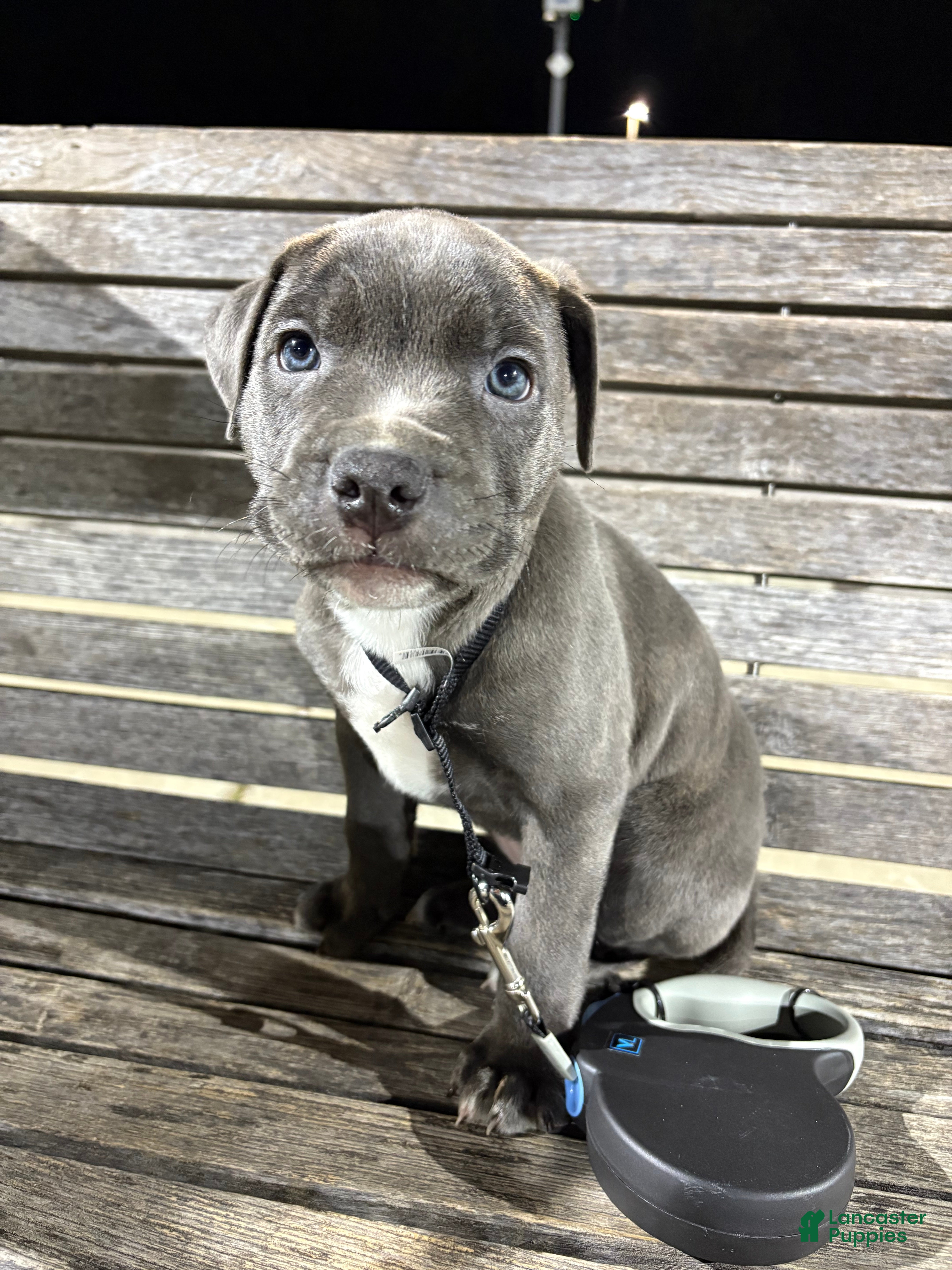 Mixed Breed dogs Mixed Breed Puppy 1 - Ad 15