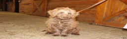 Mini Goldendoodle dogs for sale: Mini Goldendoodle Puppy 1 - Ad 15