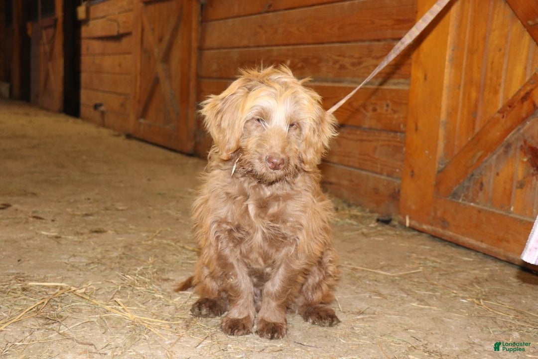 Mini Goldendoodle dogs for sale: Mini Goldendoodle Puppy 1 - Ad 15