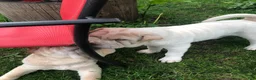 Shar Pei dogs for sale: Shar Pei Puppy 8 - Ad 11