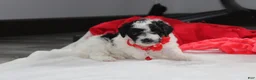 Yorkiepoo dogs for sale: Ryder - Ad 7