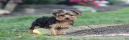 Yorkiepoo dogs for sale: Beckham - Ad 17