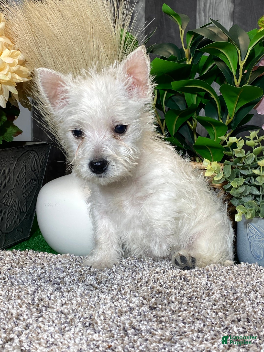 West Highland Terrier dogs for sale: Willow  - Ad 4
