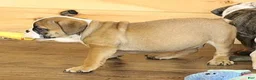 English Bulldog dogs for sale: GRANT - RED & WHITE - Ad 6