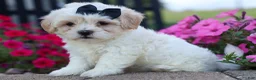 Teddy Bear dogs for sale: Bently 🐶 - Ad 5