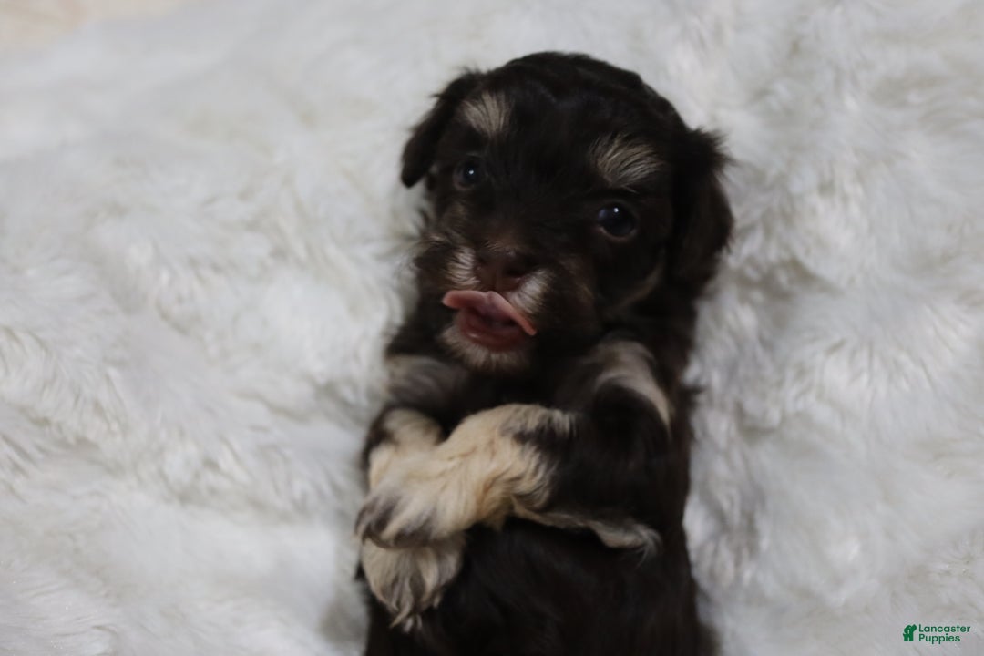 Havanese dogs for sale: Hershey Kiss - Ad 1