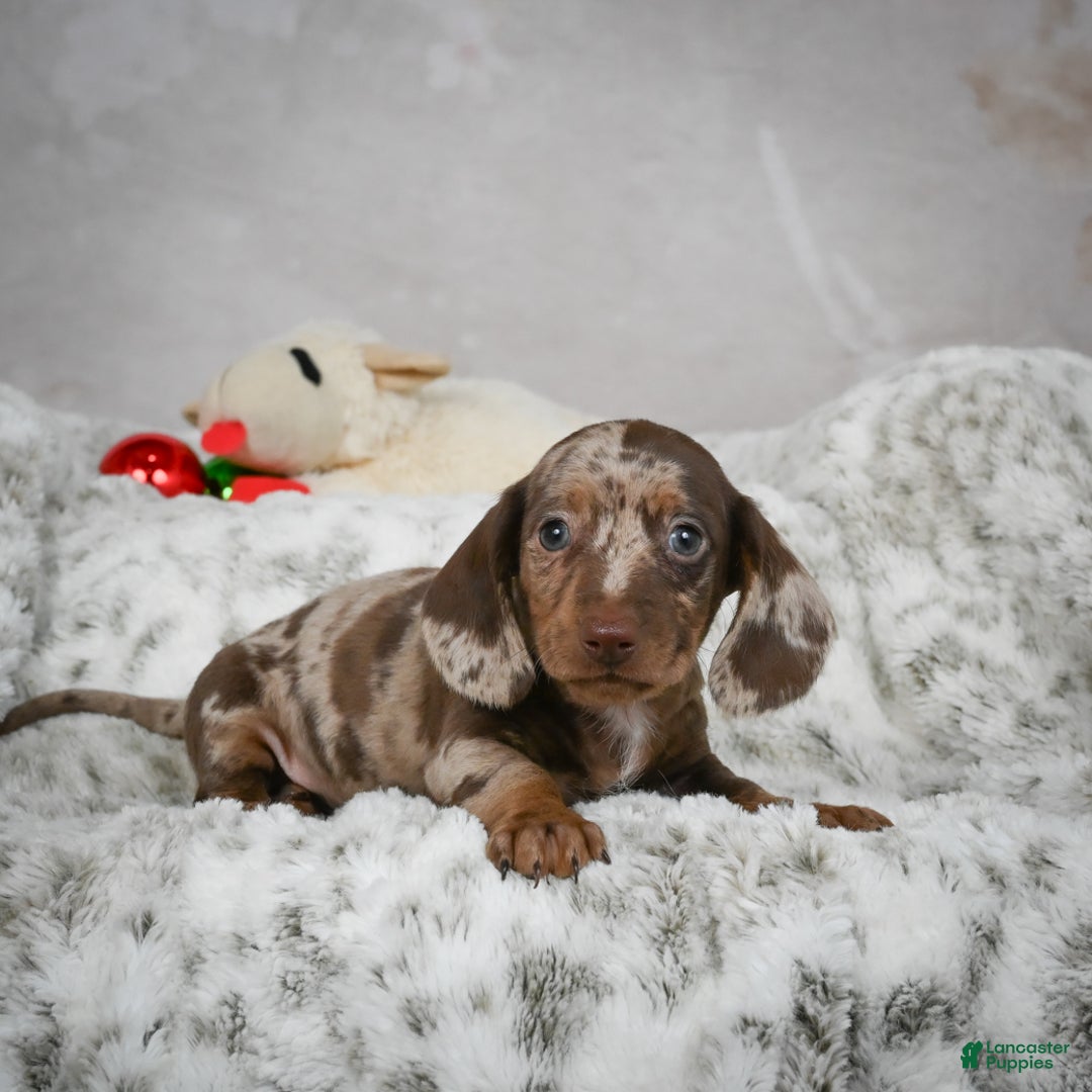 Miniature Dachshund dogs for sale: Hunter - Ad 4