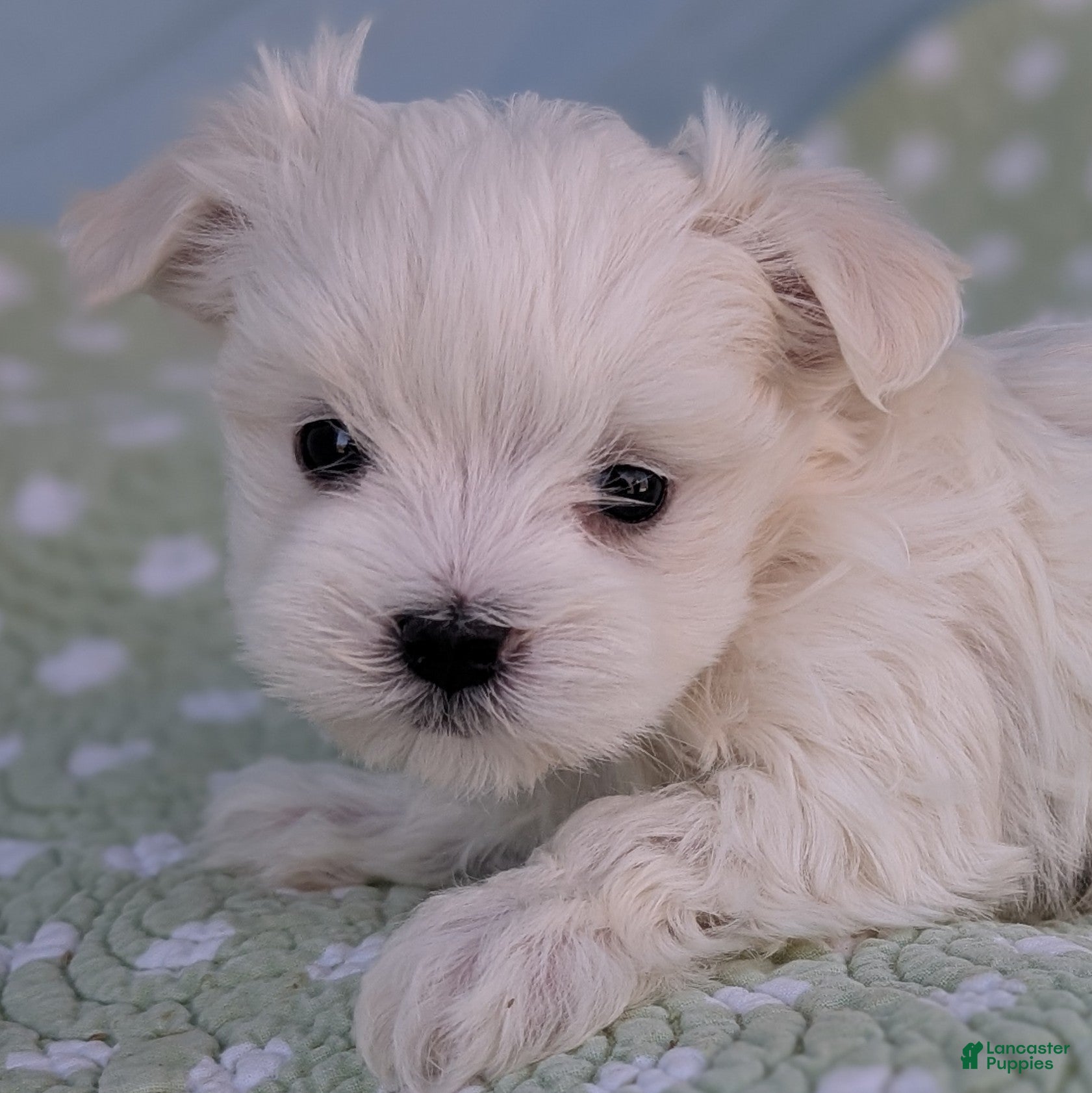 Maltese dogs Luna - Ad 5