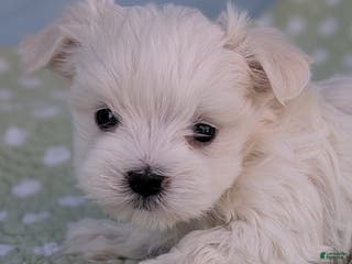 Maltese dogs Luna - Ad 40