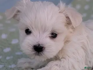 Maltese dogs Luna - Ad 37