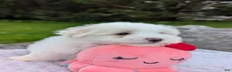 Maltese dogs for sale: Maltese 2 - Ad 16