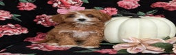 Cavapoo dogs for sale: Rylee - Ad 2