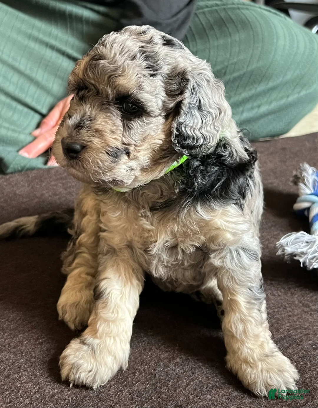 Mini Goldendoodle dogs for sale: Blossom Mini Goldendoodle Puppy  - Ad 2