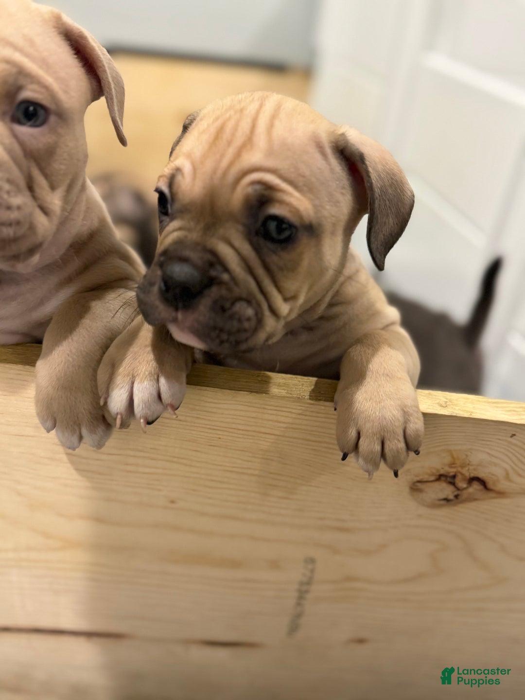 American Bully dogs for sale: American Bully Puppy 5 - Ad 2