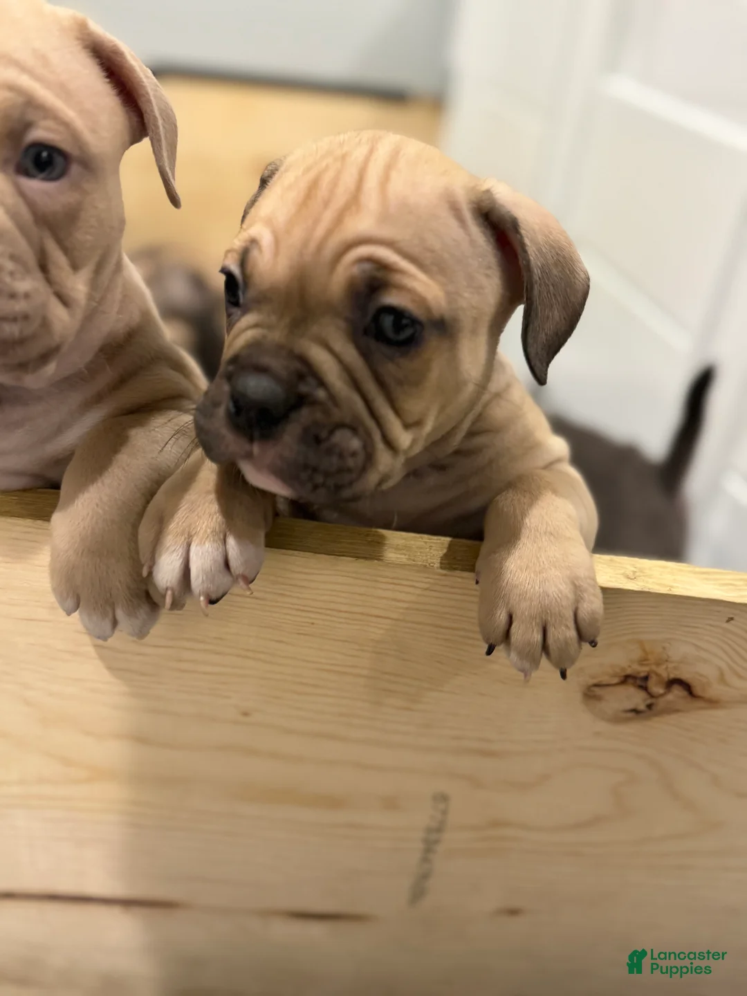 American Bully dogs for sale: American Bully Puppy 5 - Ad 2