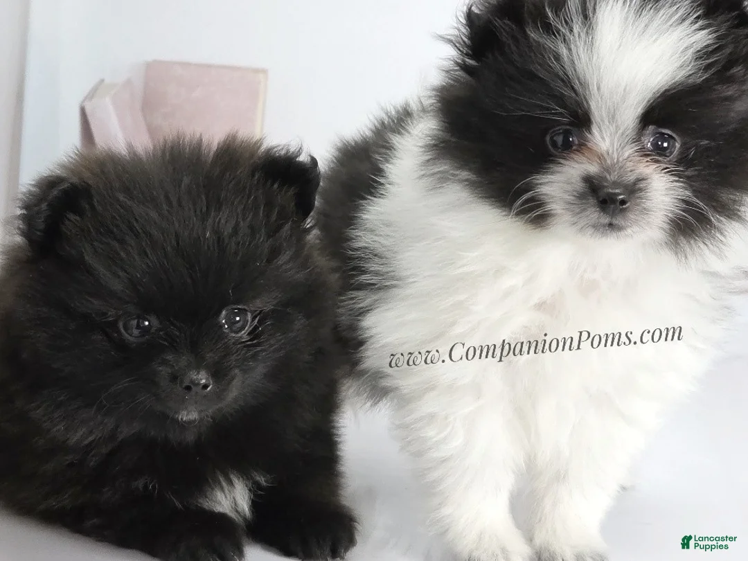 Pomeranian dogs for sale: Starlight - Black Female Pomeranian - Ad 4