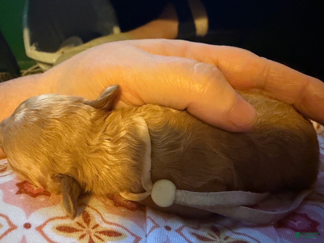 Miniature Poodle dogs for sale: AKC Miniature Poodle Puppy White - Ad 4