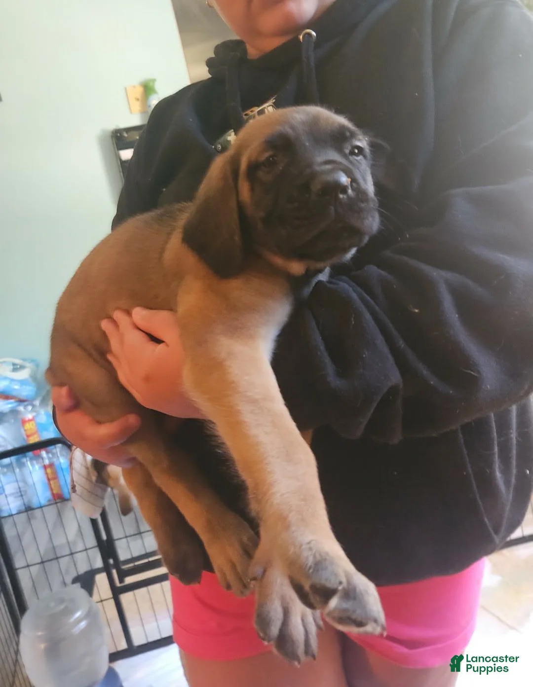 English Mastiff dogs for sale: Orange - Ad 1