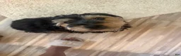 Mixed Breed dogs for sale: Ezra - Ad 3