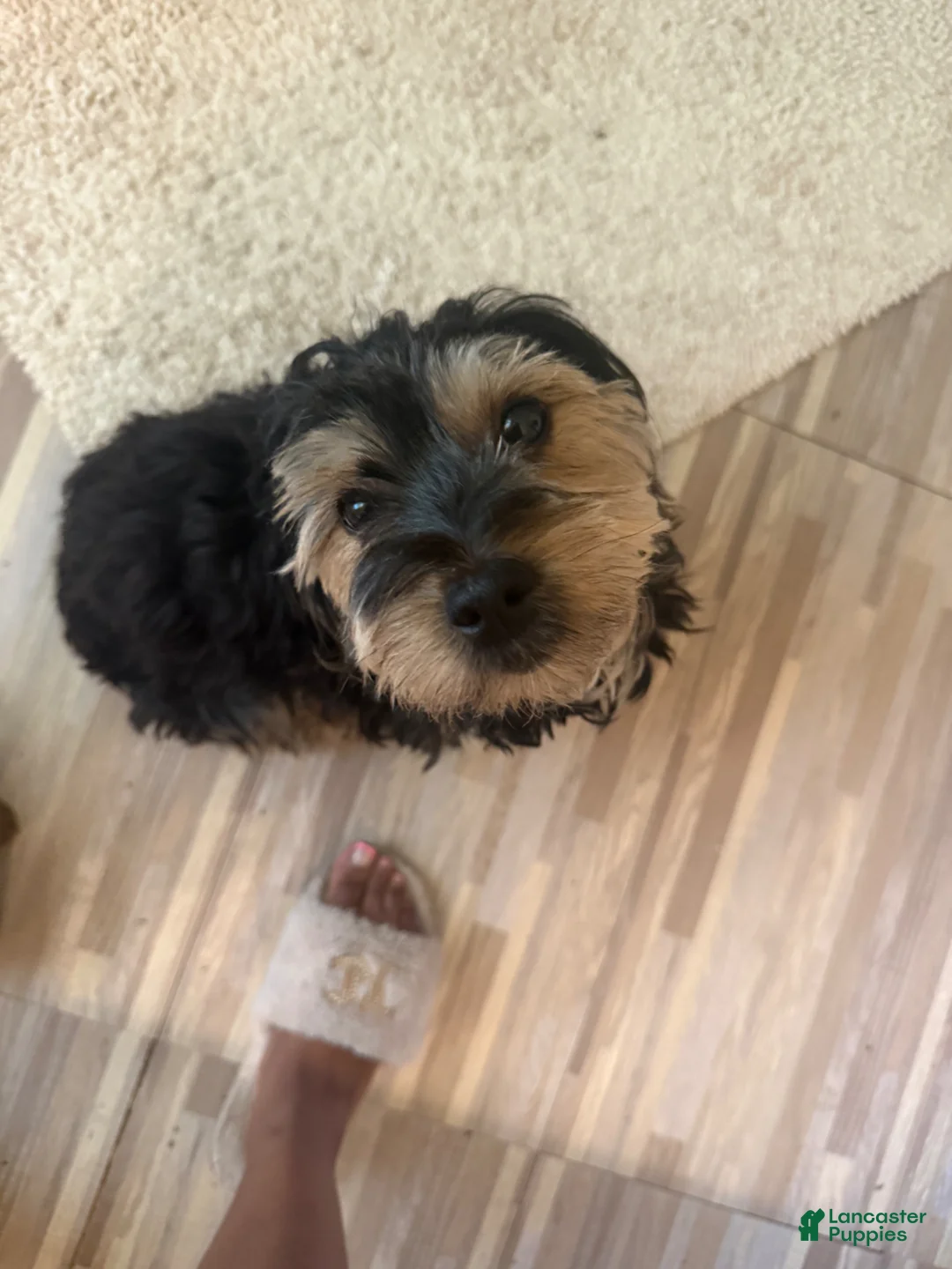 Mixed Breed dogs for sale: Barbie  - Ad 2