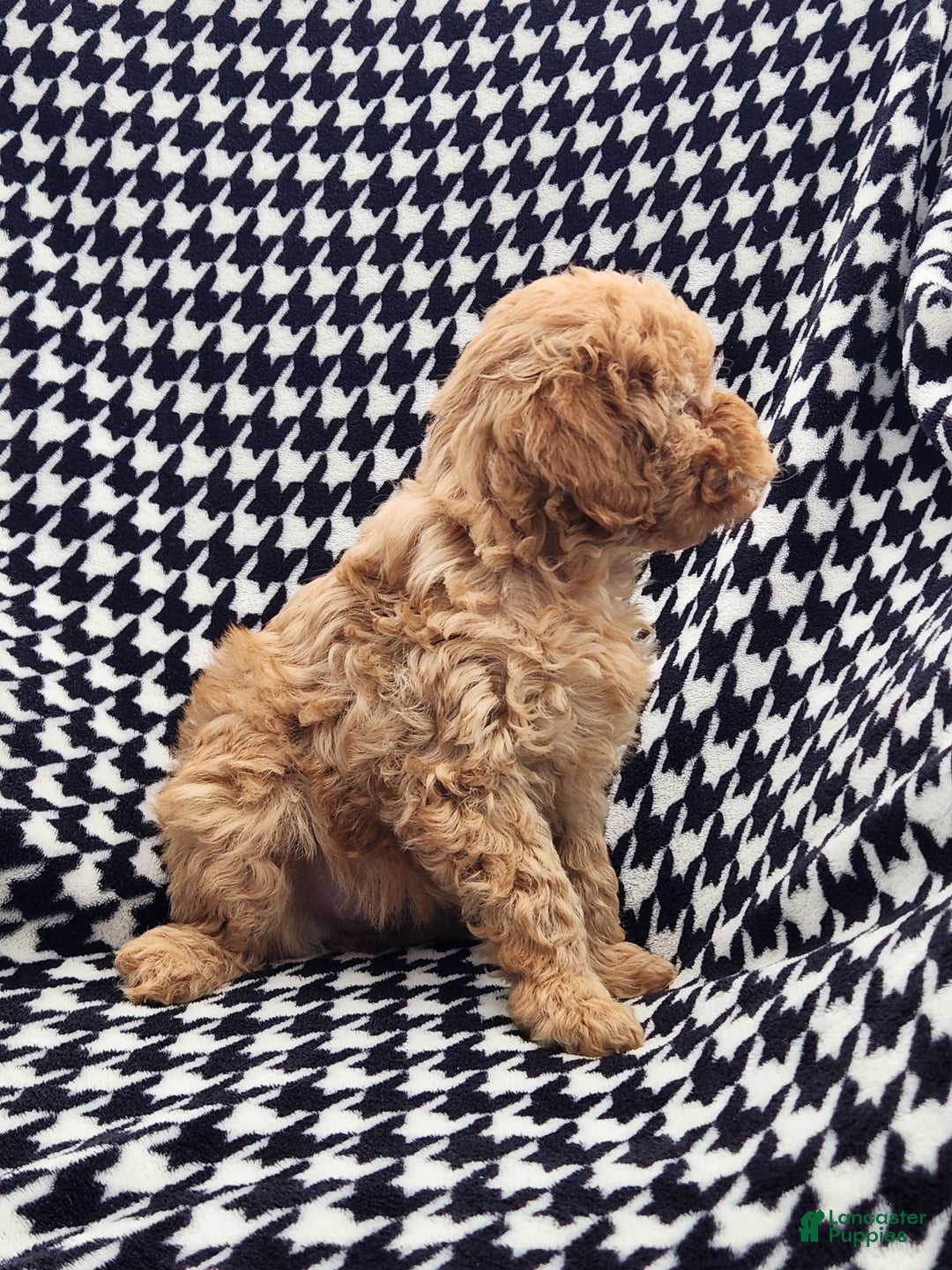 Mini Goldendoodle dogs for sale: Tonya  - Ad 3
