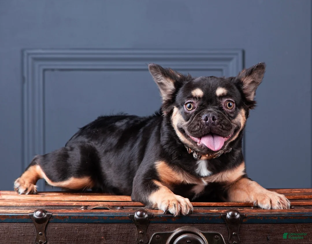 French Bulldog dogs for sale: French Bulldog Puppy 4 - Ad 2