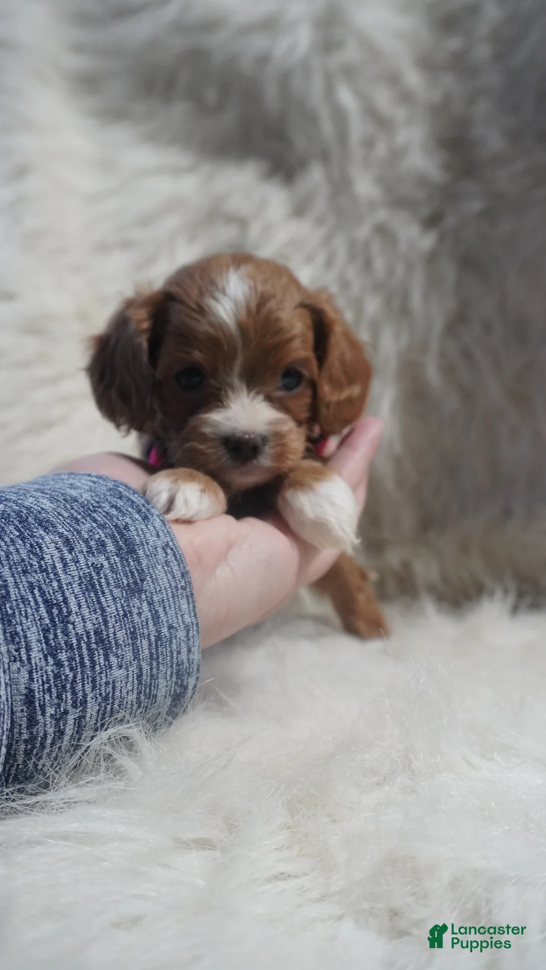 Cavapoo dogs for sale: Sadie - Ad 6