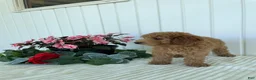 Mini Goldendoodle dogs for sale: Timber - Ad 7