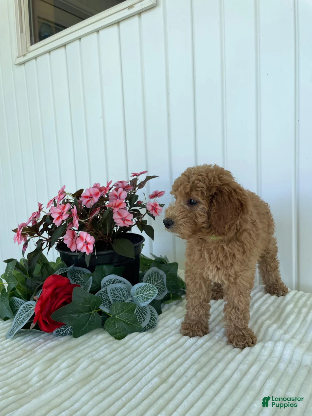 Mini Goldendoodle dogs for sale: Timber - Ad 7