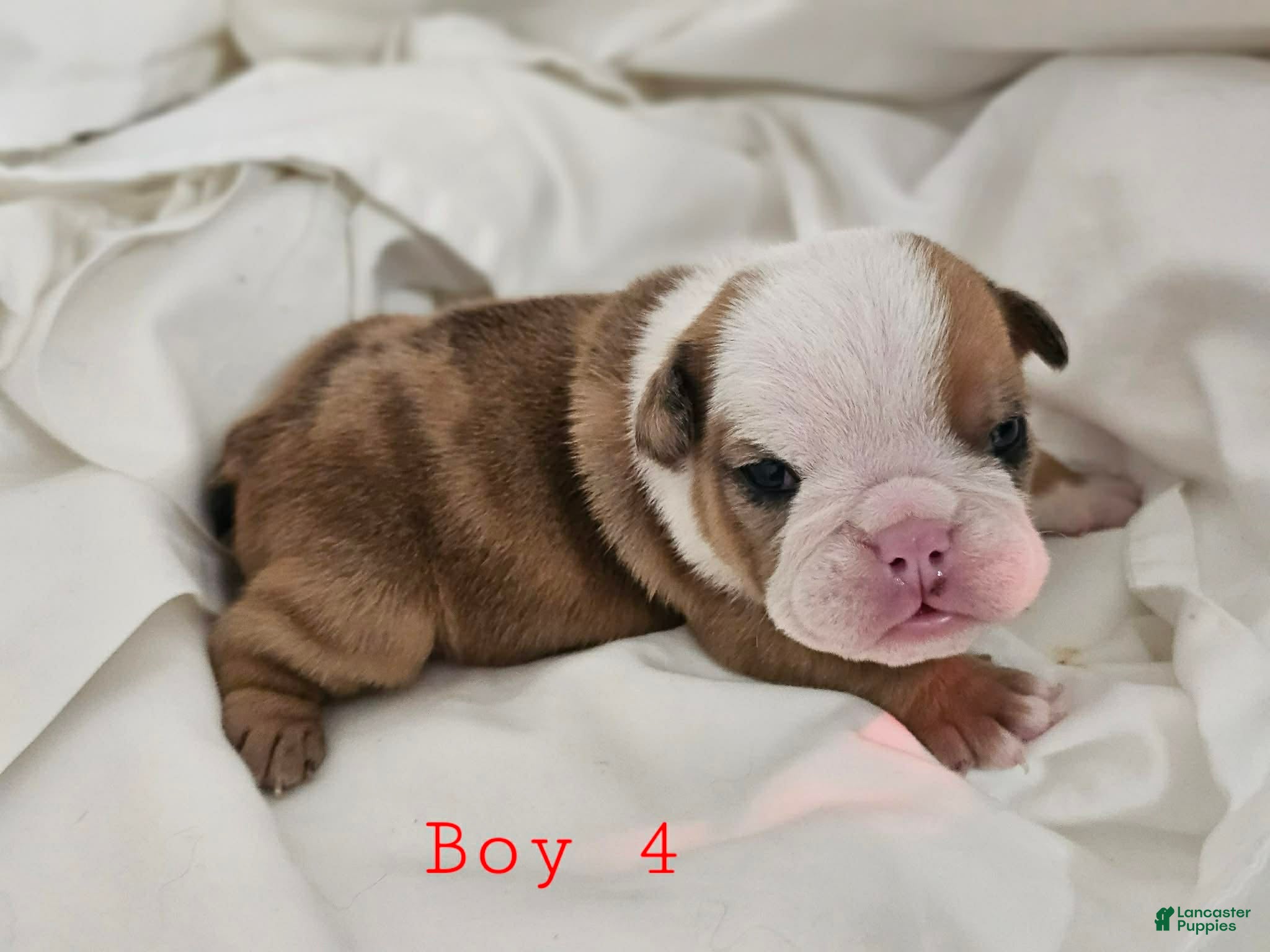 English Bulldog dogs English Bulldog Puppy 4 - Ad 4
