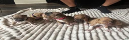 American Pit Bull Terrier dogs for sale: Stella  - Ad 5