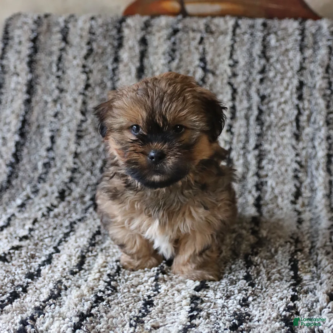 Shih Tzu dogs for sale: Rolo - Ad 4