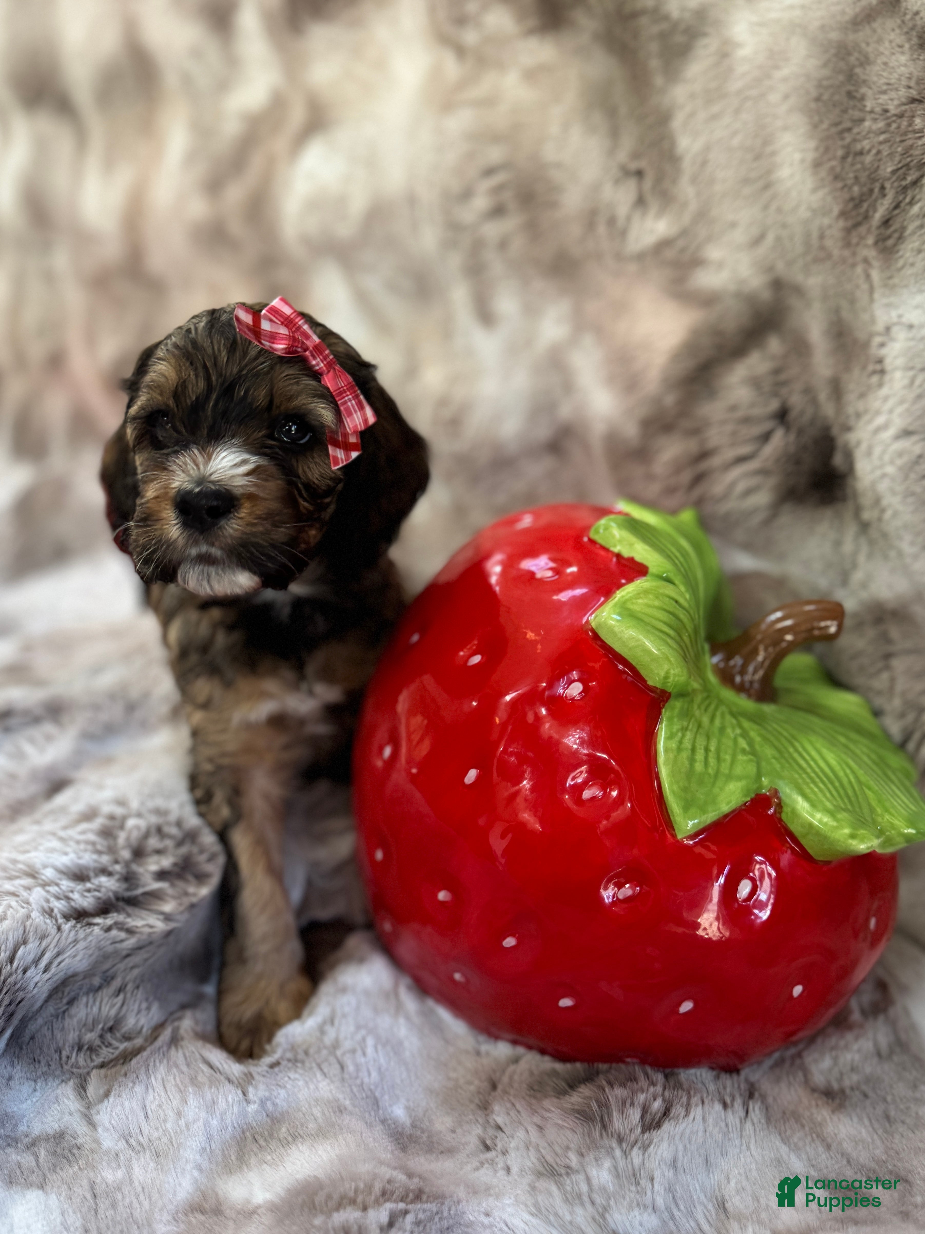 Cockapoo dogs for sale: Cockapoo Puppy 8 - Ad 3