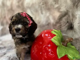 Cockapoo dogs for sale: Cockapoo Puppy 8 - Ad 3